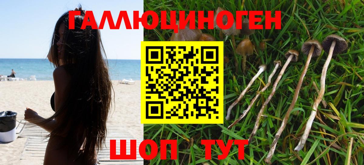 Псилоцибиновые грибы Psilocybe Улан-Удэ